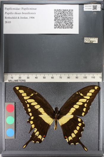Media type: image;   Entomology 135406